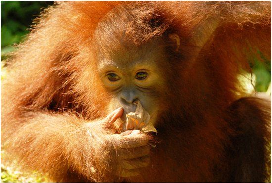 Santuario di Sepilok Orang Utan